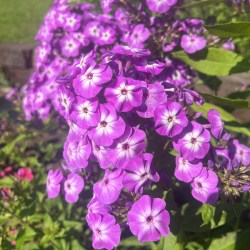 Frau Dagg IMG_4154